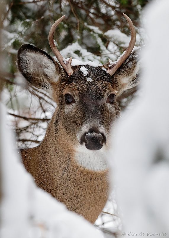 Cerf de Virginie / White-tailed Deer