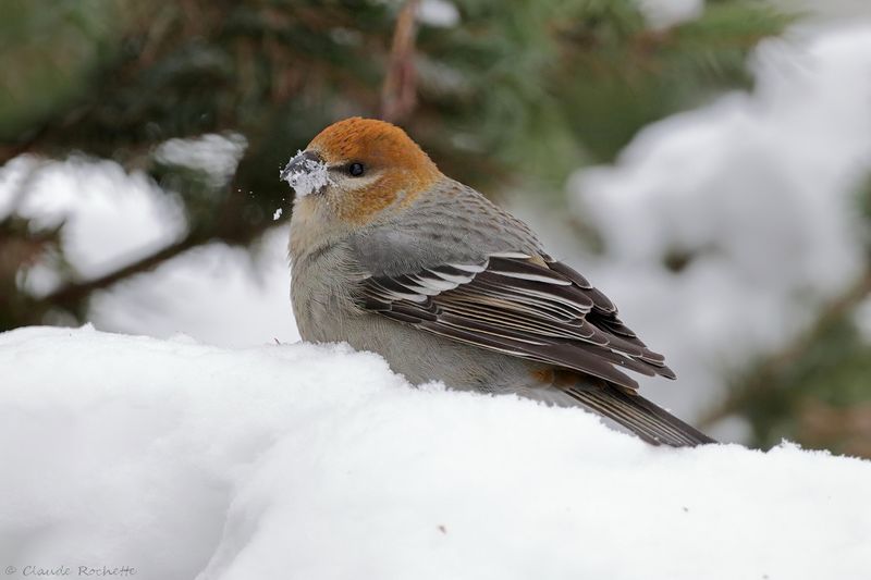 Durbec des sapins / Pine Grosbeak