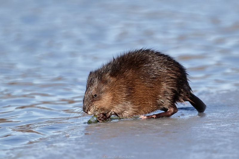 Rat musqué / Muskrat