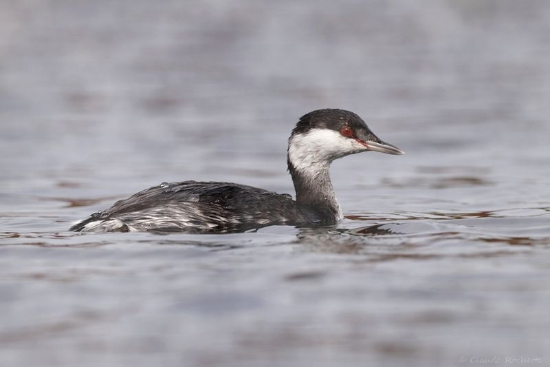 Grèbe esclavon / Horned Grebe