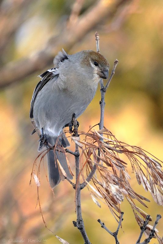 Durbec des sapins / Pine Grosbeak