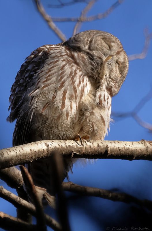Chouette rayée / Barred Owl