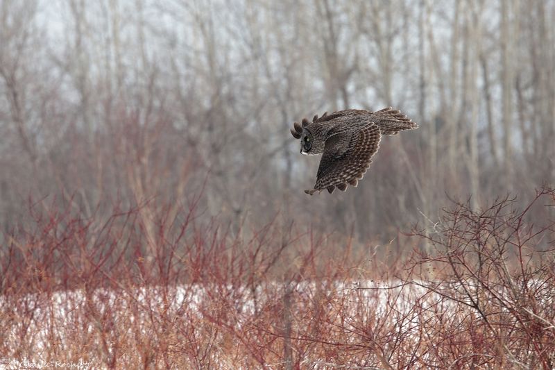 Chouette lapone / Great Gray Owl