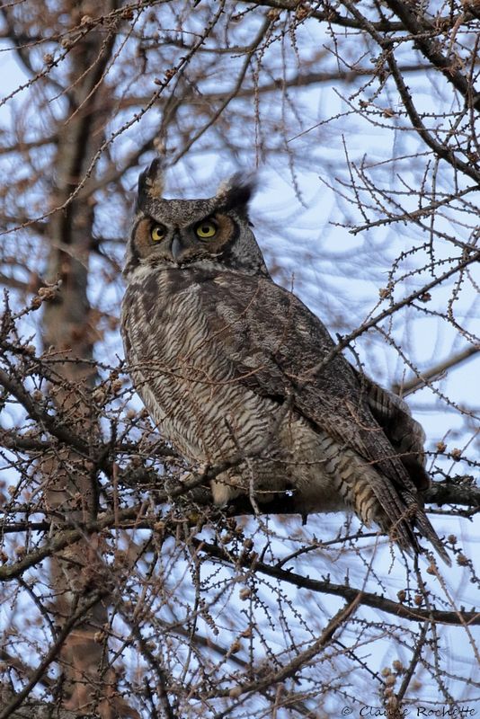 Grand-duc d'Amérique / Great Horned Owl