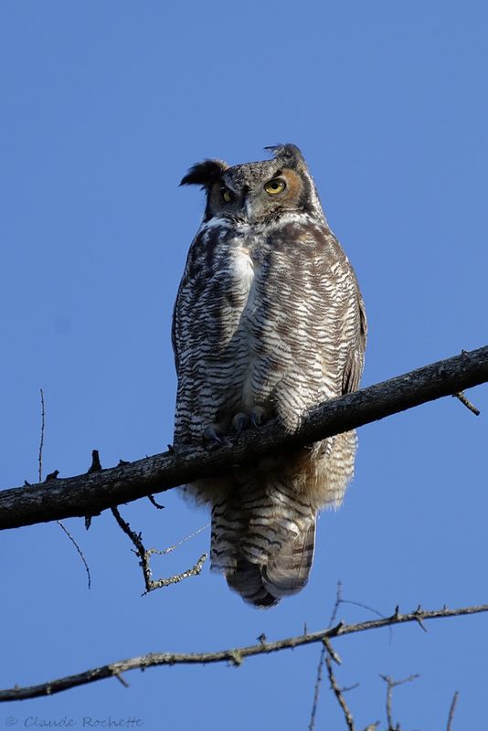 Grand-duc d'Amérique / Great Horned Owl