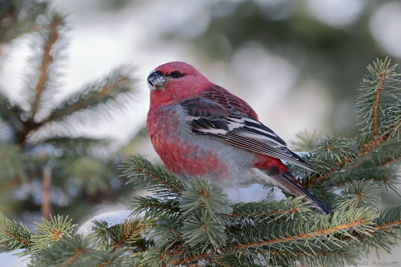 Durbec des sapins / Pine Grosbeak