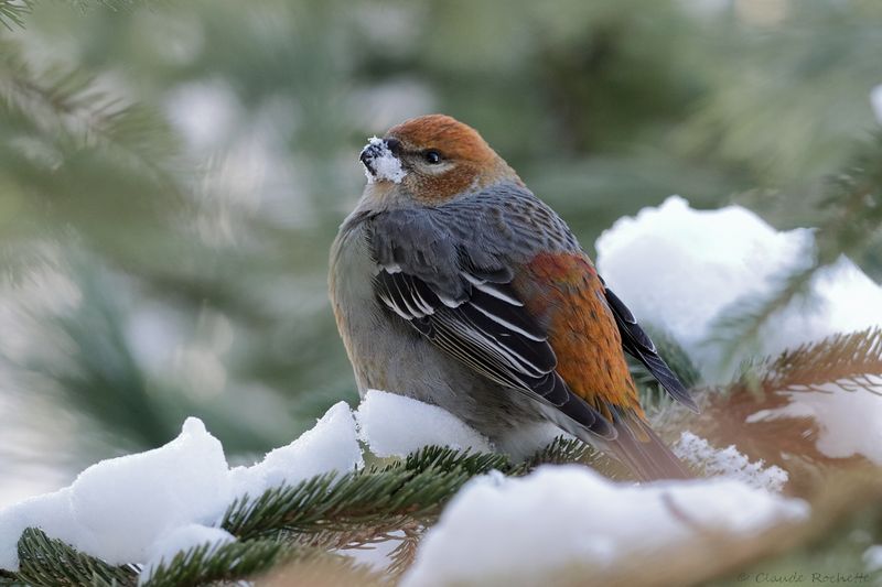 Durbec des sapins / Pine Grosbeak