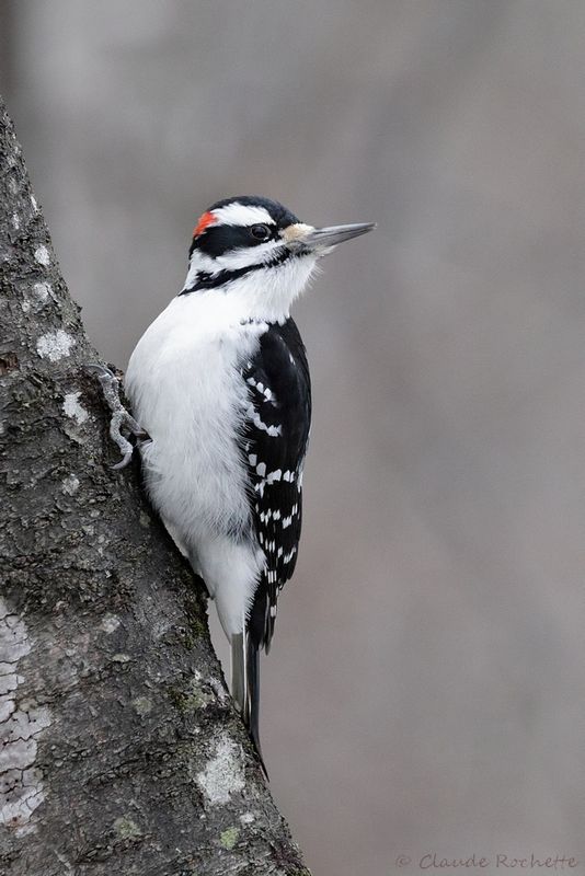 Pic chevelu / Hairy Woodpecker