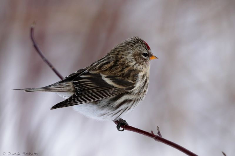 Sizerin flammé / Common Redpoll