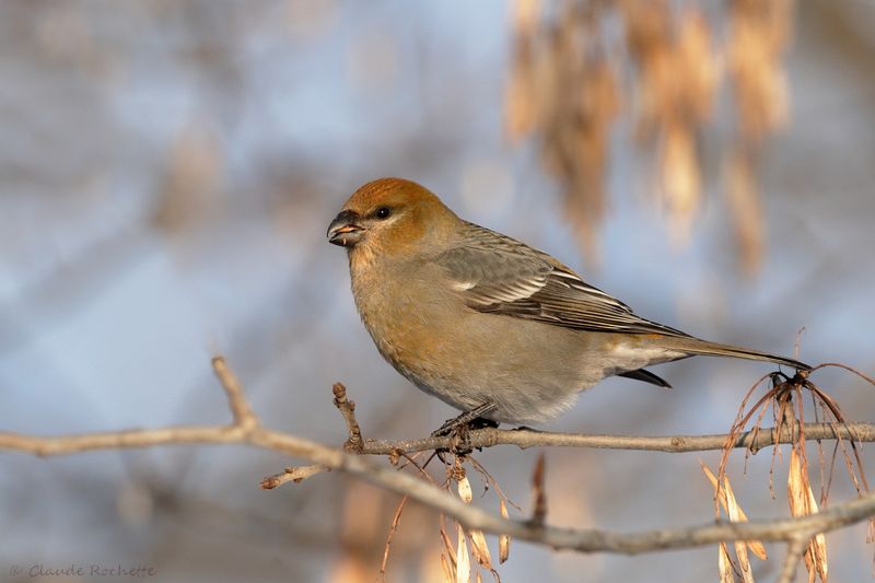 Durbec des sapins / Pine Grosbeak