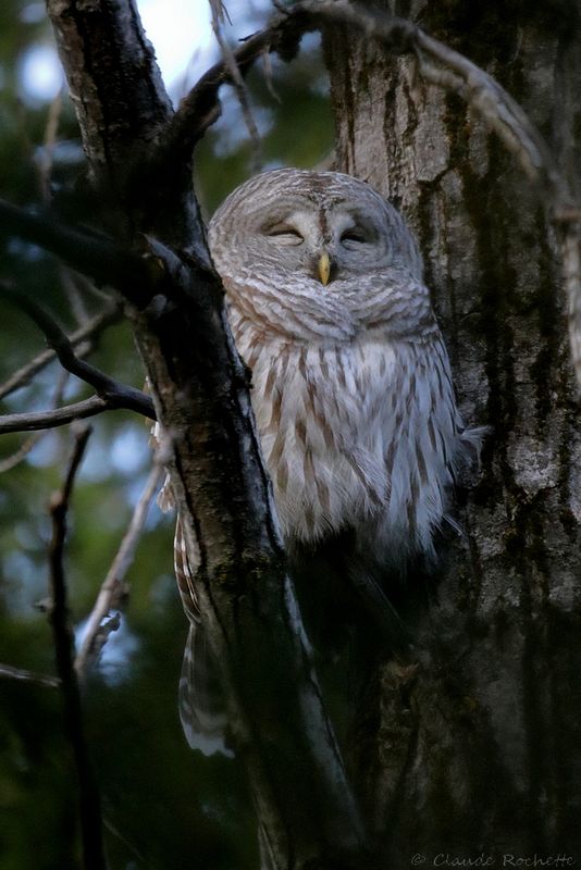 Chouette rayée / Barred Owl