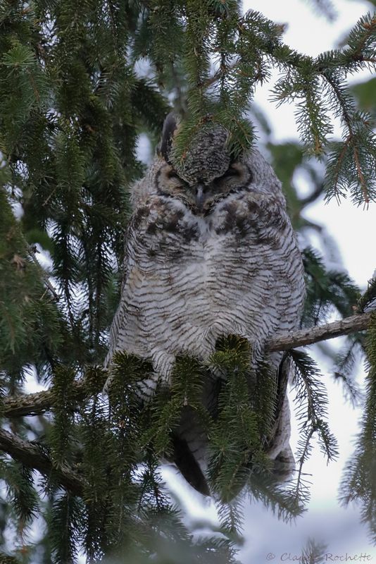 Grand-duc d'Amérique / Great Horned Owl