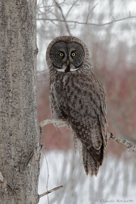Chouette lapone / Great Gray Owl