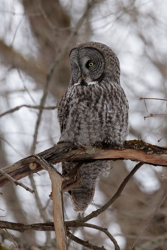 Chouette lapone / Great Gray Owl