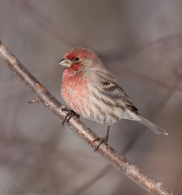 Roselin familier / House Finch