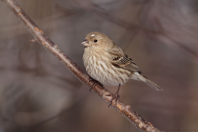 Roselin familier / House Finch