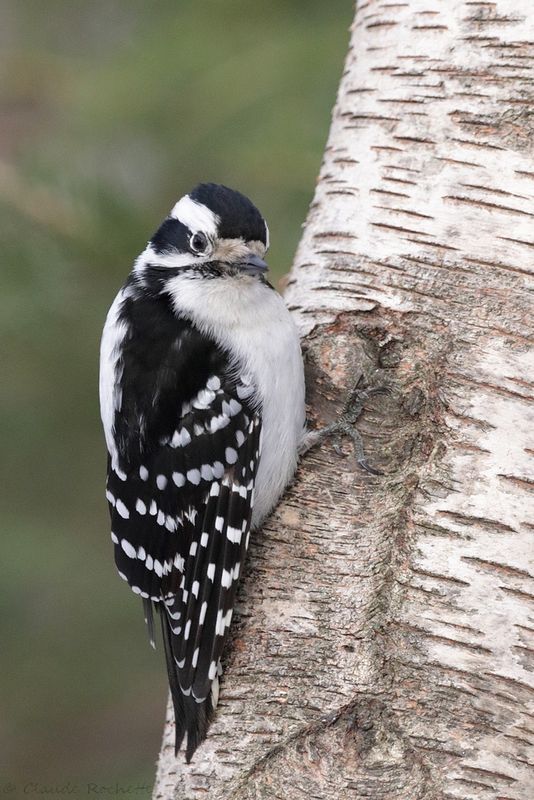 Pic mineur / Downy Woodpecker