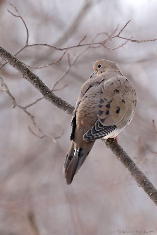 Tourterelle triste / Mourning Dove