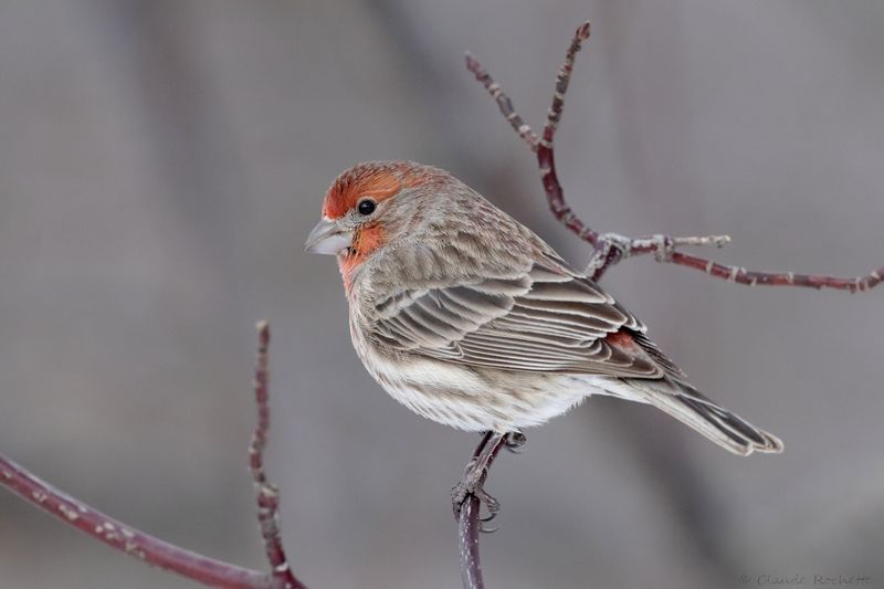 Roselin familier / House Finch