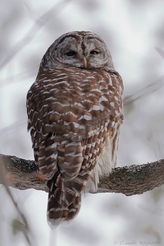 Chouette rayée / Barred Owl