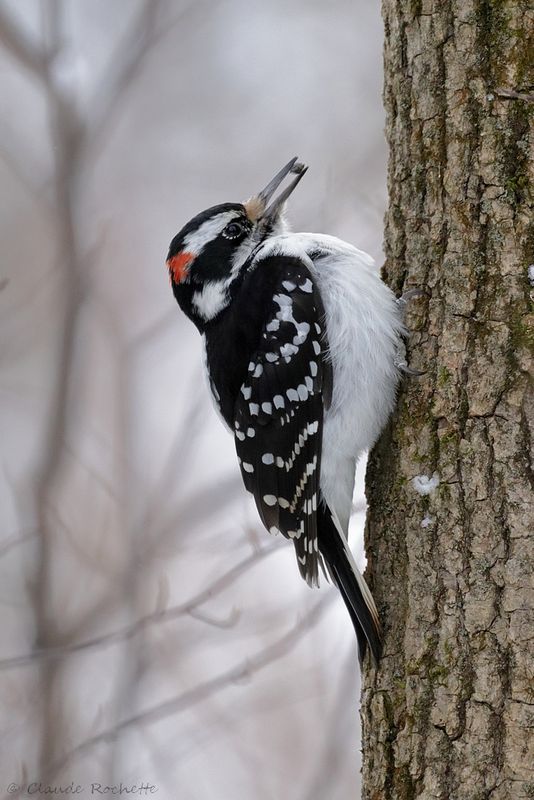 Pic chevelu / Hairy Woodpecker