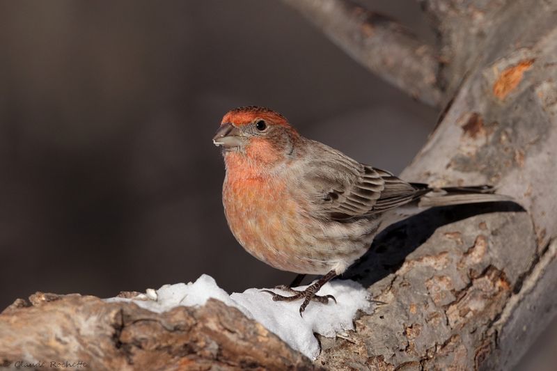 Roselin familier / House Finch