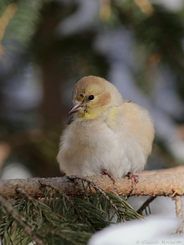 Chardonneret jaune / American Goldfinch