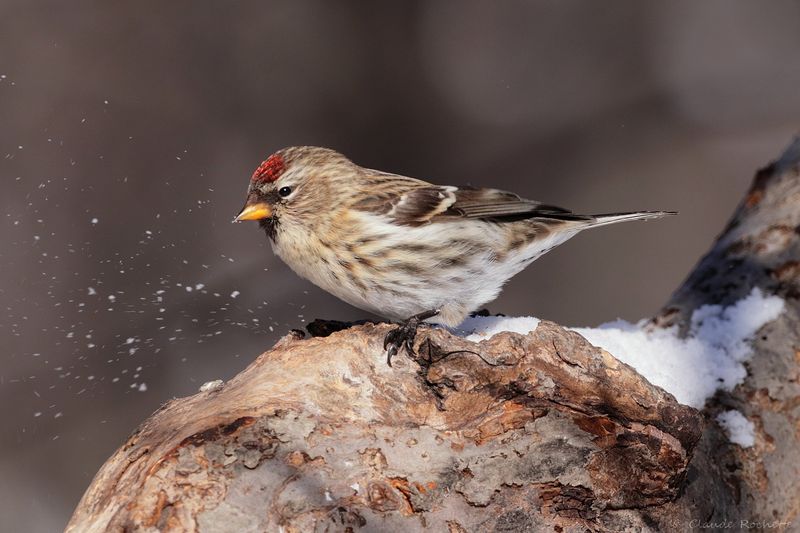 Sizerin flammé / Common Redpoll