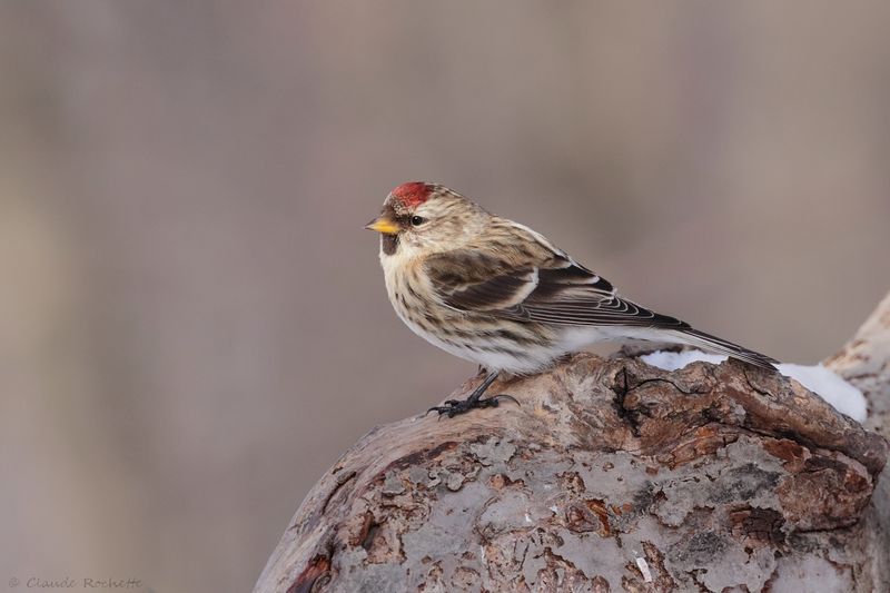 Sizerin flammé / Common Redpoll