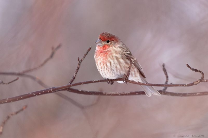 Roselin familier / House finch