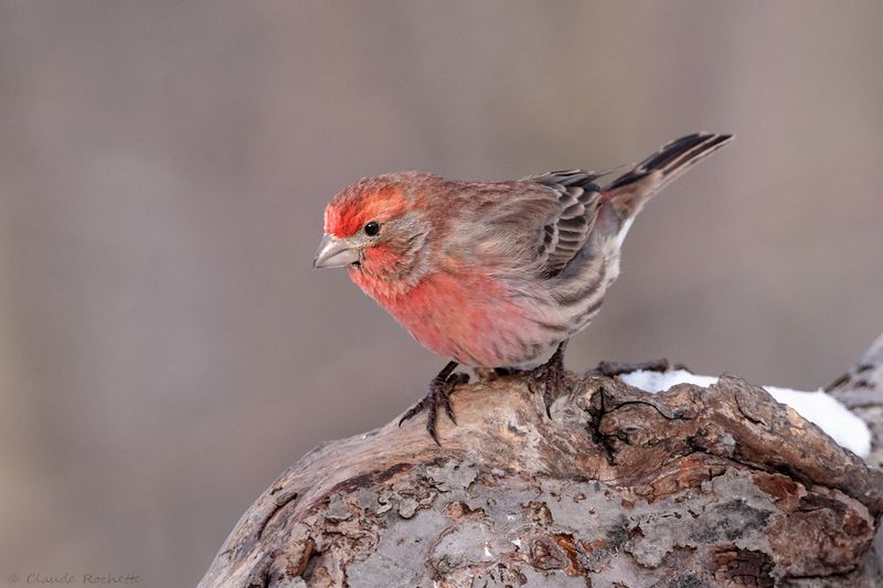 Roselin familier / House Finch