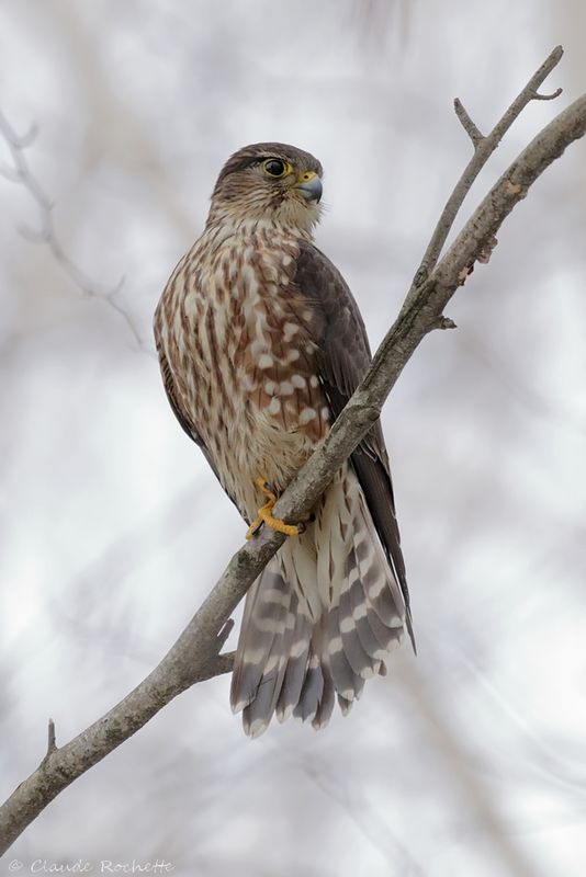 Faucon émerillon / Merlin