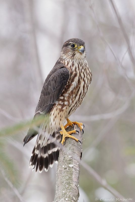 Faucon émerillon / Merlin