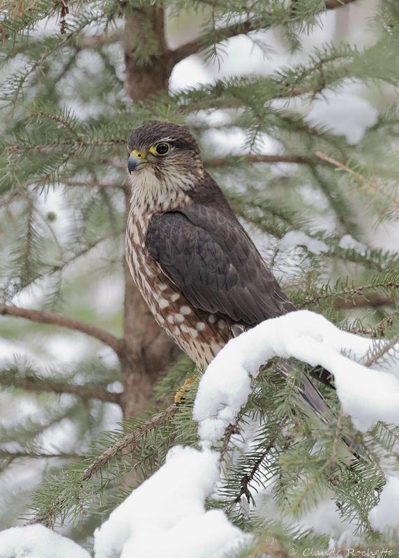 Faucon émerillon / Merlin