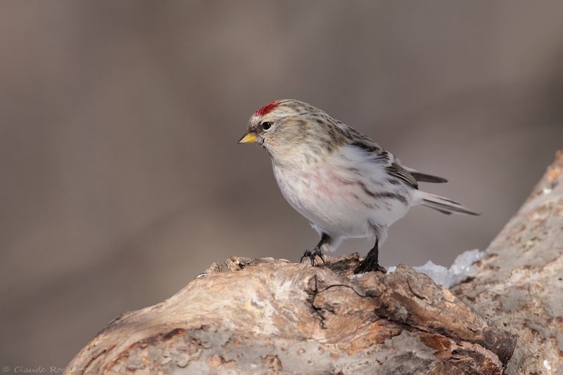 Sizerin blanchâtre / Hoary Redpoll