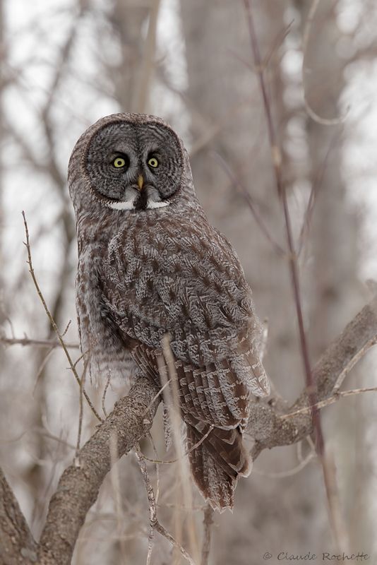 Chouette lapone / Great Gray Owl