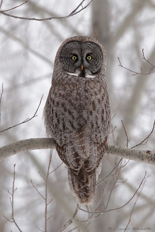 Chouette lapone / Great Gray Owl