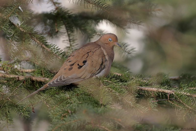 Tourterelle triste / Mourning Dove