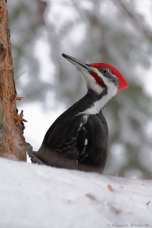 Grand pic / Pileated Woodpecker