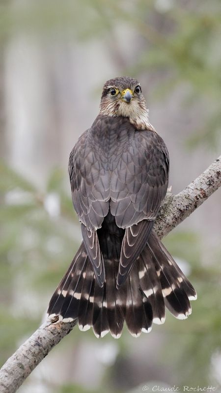 Faucon émerillon / Merlin