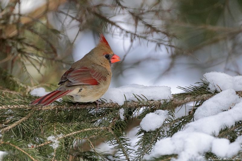 Cardinal rouge /  Northern Cardinal