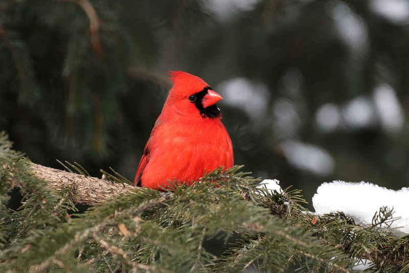 Cardinal rouge / Northern Cardinal