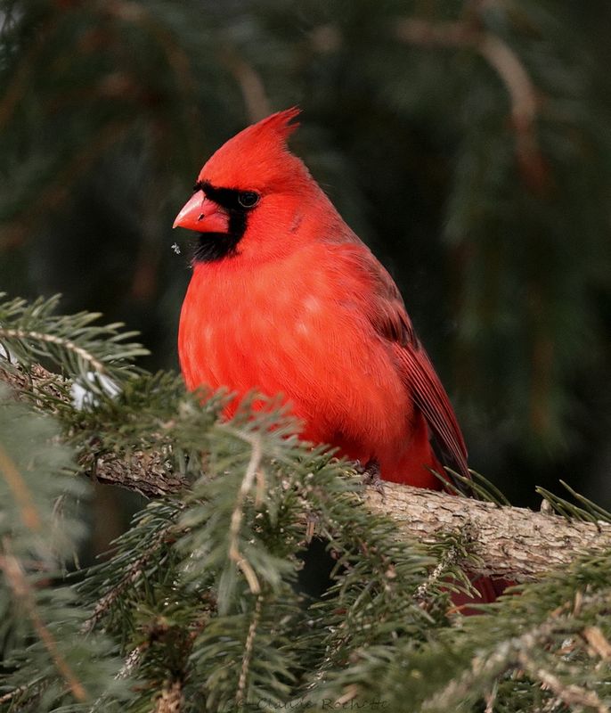 Cardinal rouge / Northern Cardinal