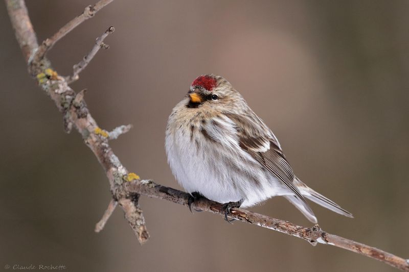 Sizerin flammé / Common Redpoll