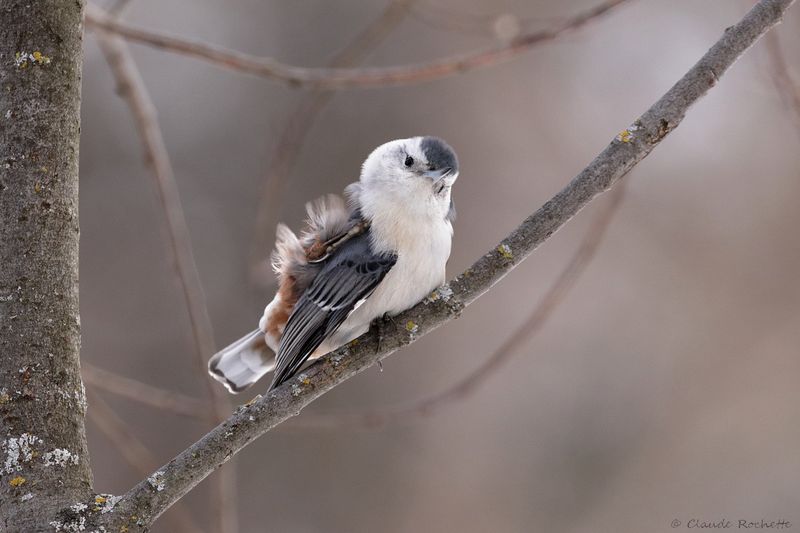 Sittelle à poitrine blanche / White-breasted Nuthatch