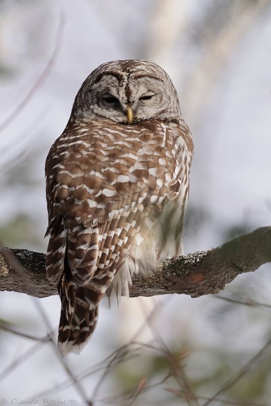 Chouette rayée / Barred Owl