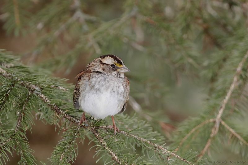 Bruant à gorge blanche / White-throated Sparrow