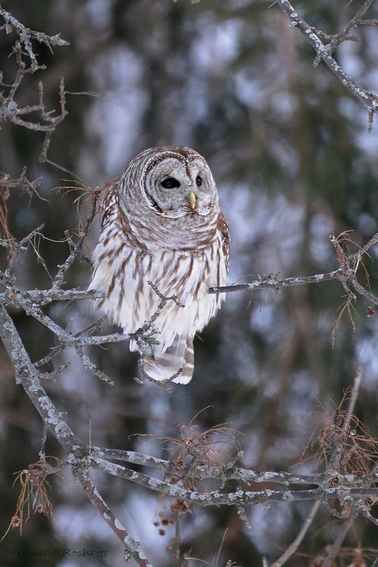 Chouette rayée / Barred Owl