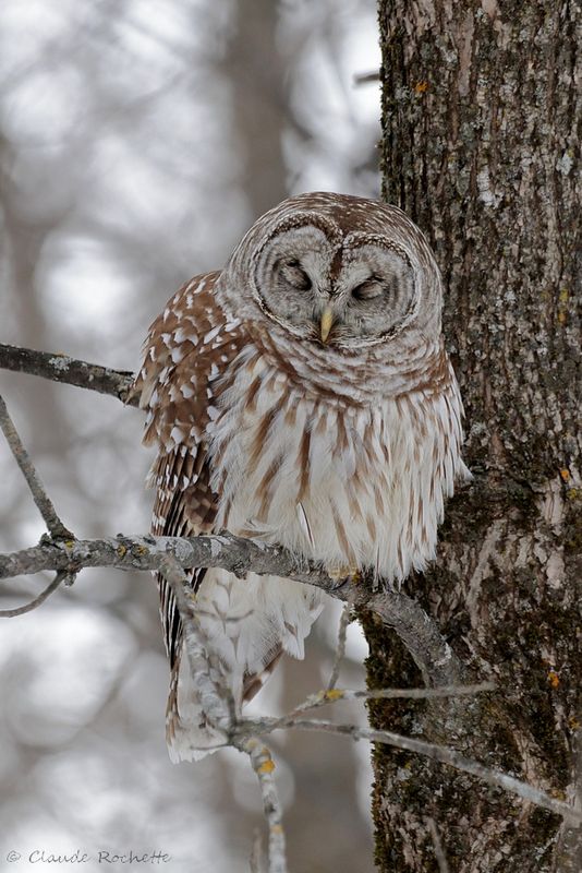 Chouette rayée / Barred Owl