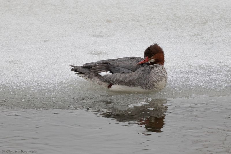 Grand Harle / Common Merganser